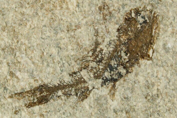 Oligocene Fossil Lanternfish (Eomyctophum) - Poland #374317